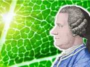 Jan Ingenhousz: Người phát hiện quá trình quang hợp